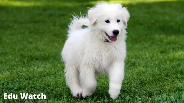 Great Pyrenees Dog Names for a Male or Female