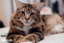 Best Names For Maine Coon Cats