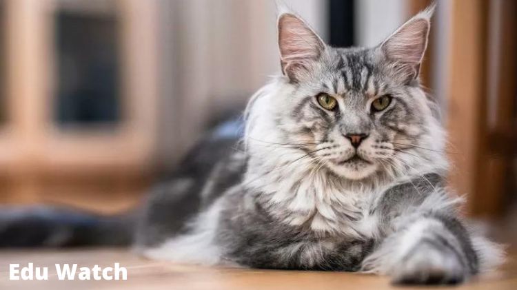 Maine coon names female