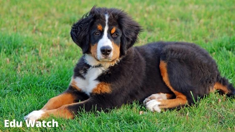 Tricolor Dog Names For Dogs